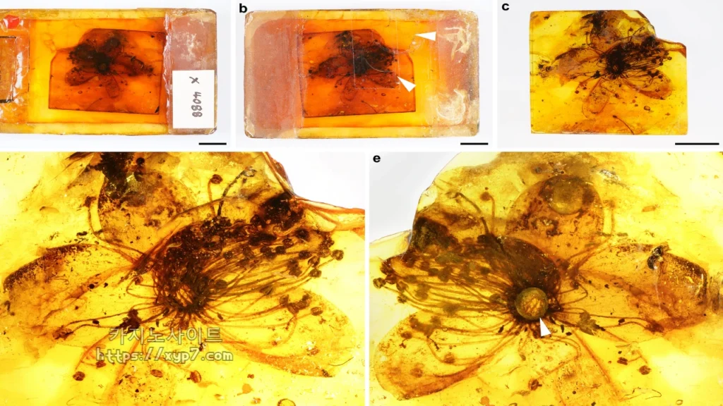 Take a Look at the Fossilized Flower Preserved in Amber